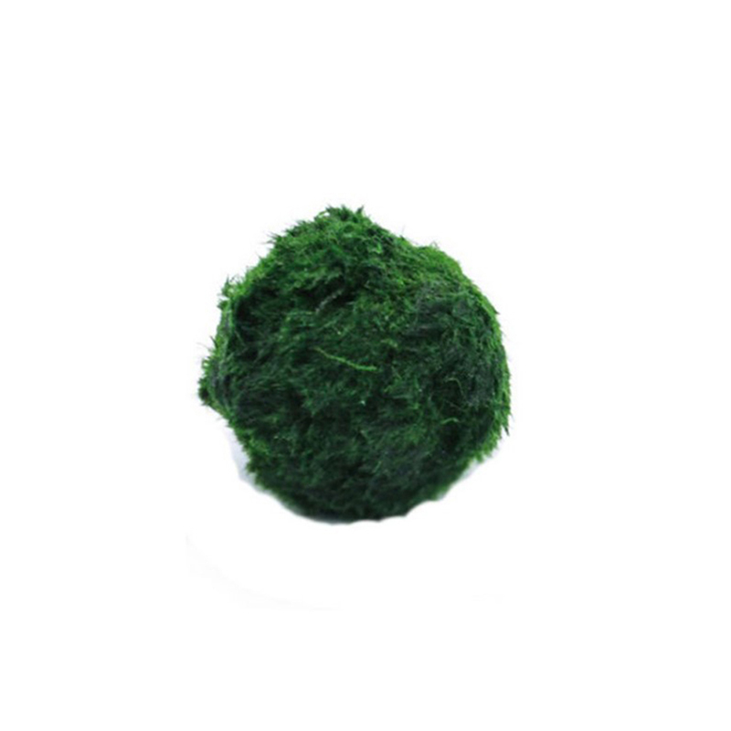 Planted Aquarium Moss - Marimo Moos Kugeln Live Aquarium Pflanze