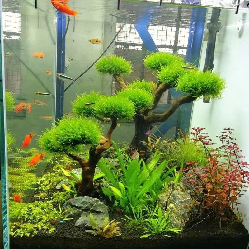 Planted Aquarium Moss - Fisch tank begrünung holz rahmen pflanzen