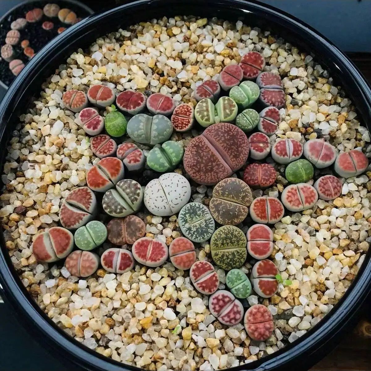 1pc-250g Natürliche Kristalle  – Planted Aquarium With Sand Bewertung und Preis