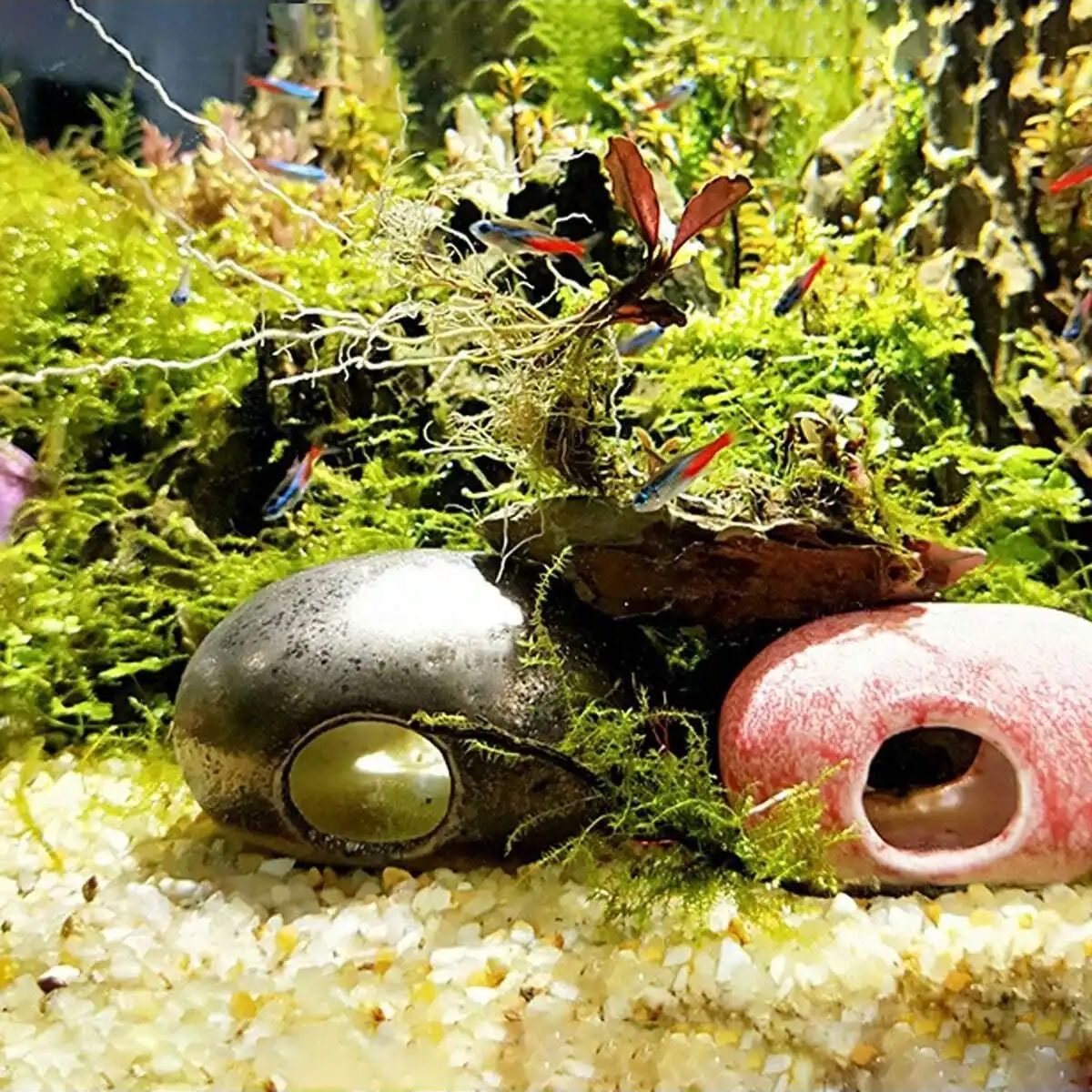 1pc-250g Natürliche Kristalle  – Planted Aquarium With Sand Bewertung und Preis