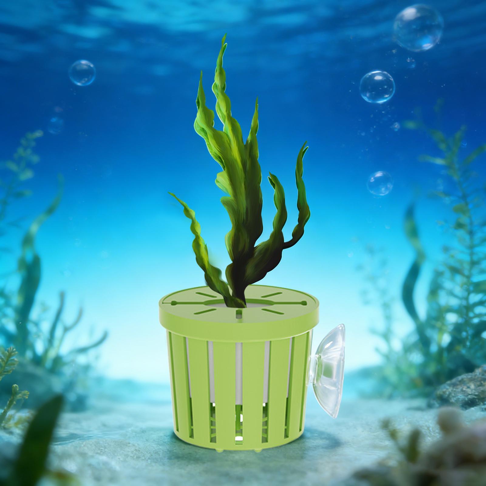 4-teiliges Hydroponisches Pfla – Aquarium Planted Background Bewertung und Preis