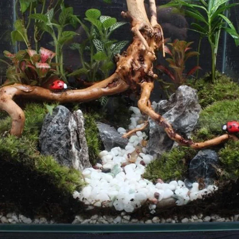 Natürlicher Baumstamm Treibhol – Aquarium Plant Rings Bewertung und Preis