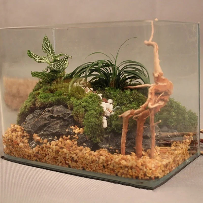 Natürlicher Baumstamm Treibhol – Aquarium Plant Rings Bewertung und Preis