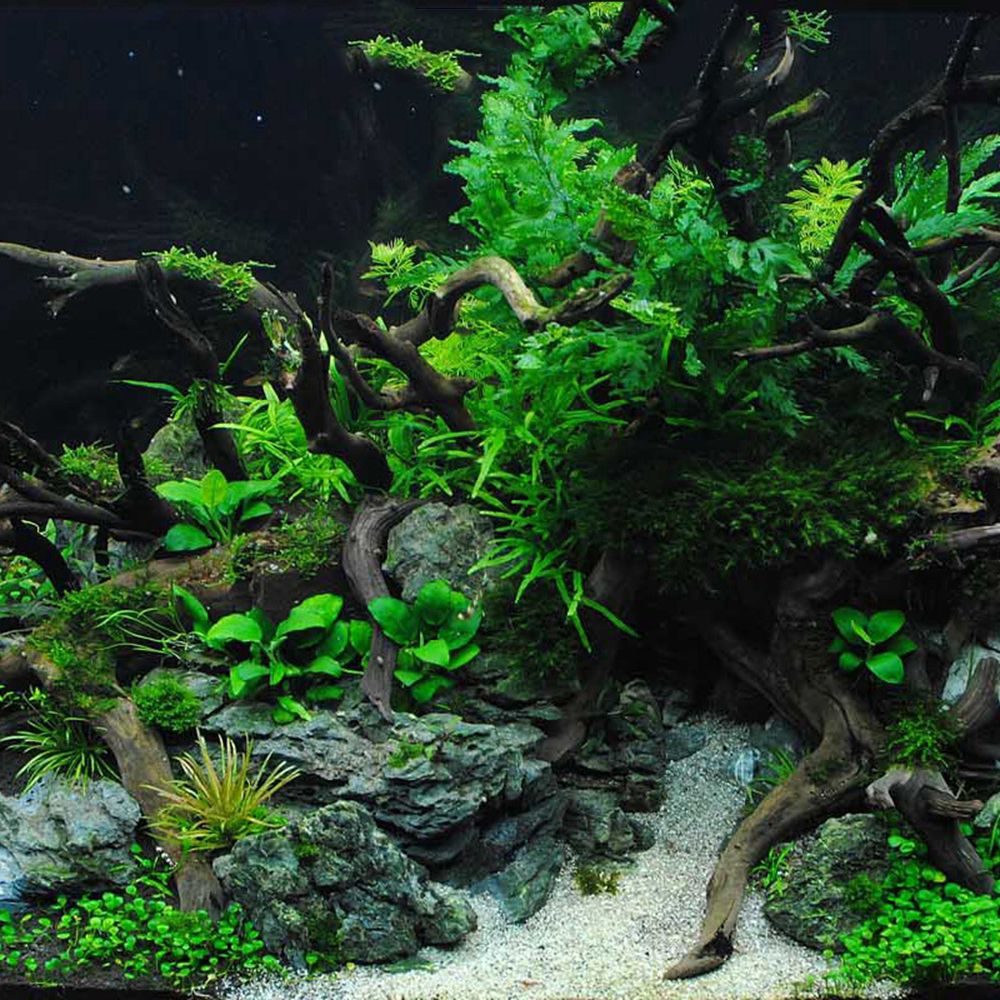 Holz N1N Reptilien-Terrarium H – Aquarium Planted Background Bewertung und Preis