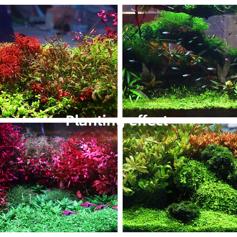 SYSENCIAGA Planted Aquarium Su – Planted Aquarium With Sand Bewertung und Preis