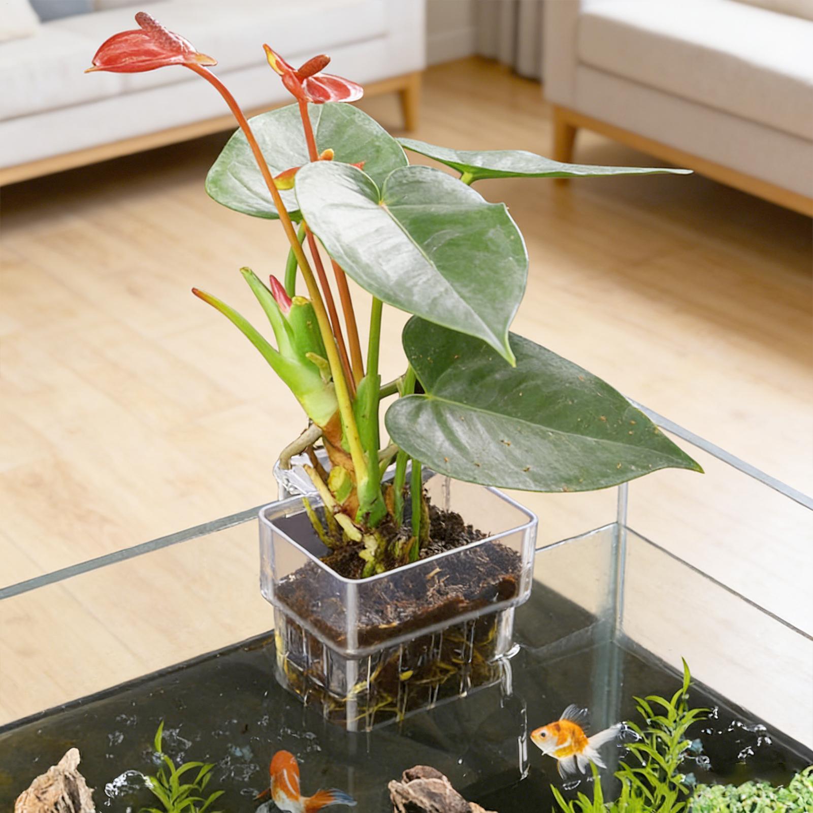 Transparenter Hängbarer Aquari – Aquarium Plant Rings Bewertung und Preis