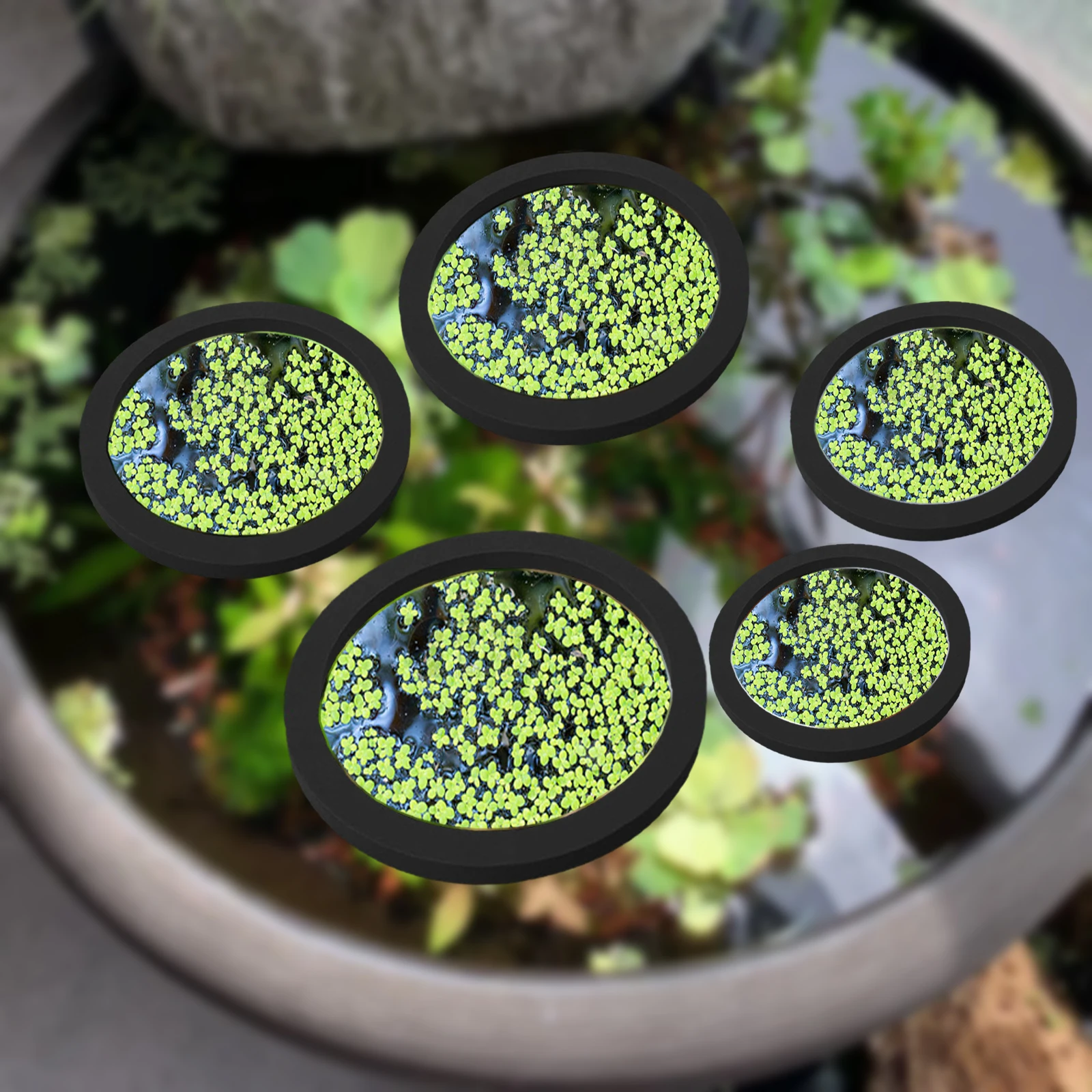 5Pcs EVA Fisch Fütterung Ring  – Aquarium For Planted Tank Bewertung und Preis