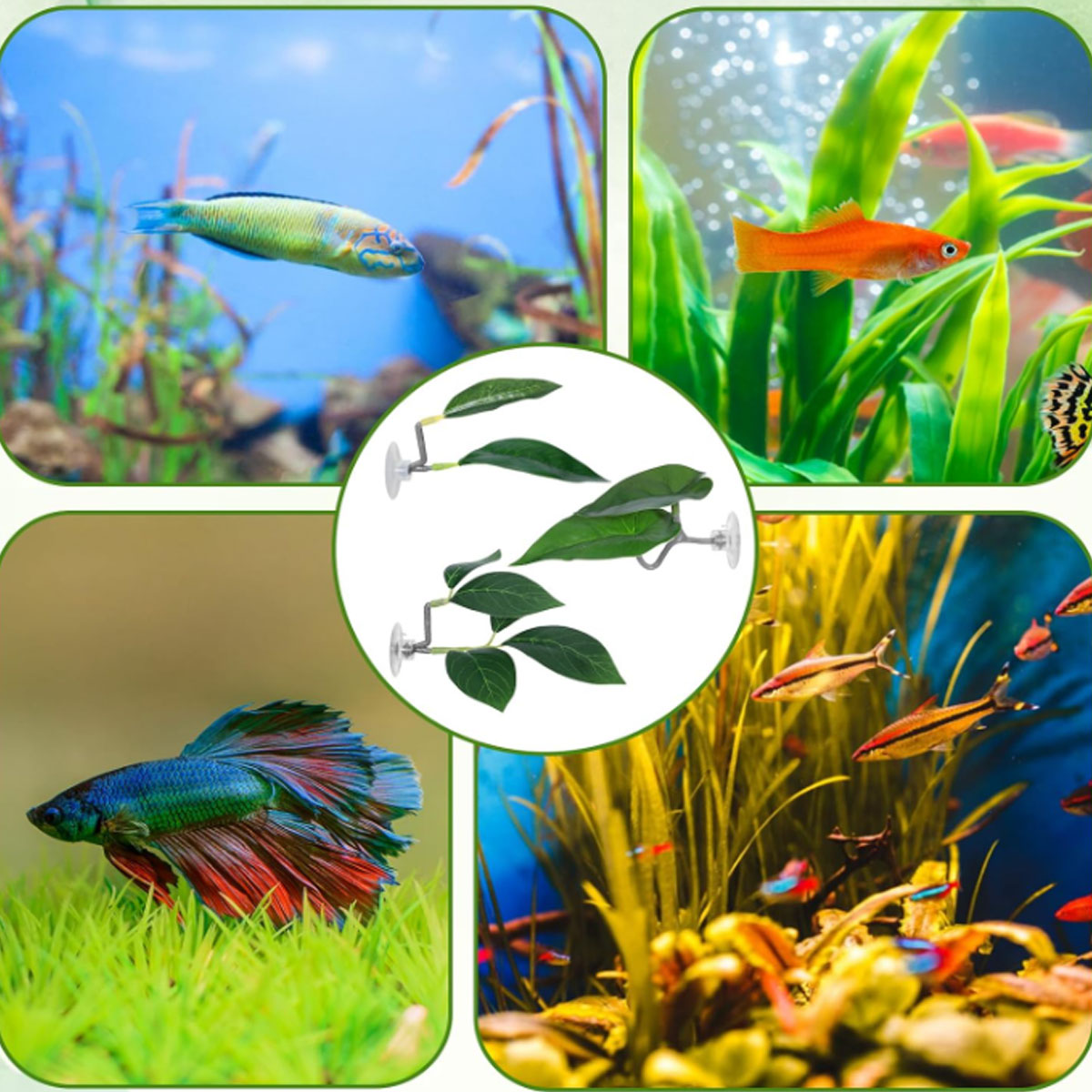 1 Stück Betta-Fisch-Hängematte – Aquarium Plant Design Bewertung und Preis