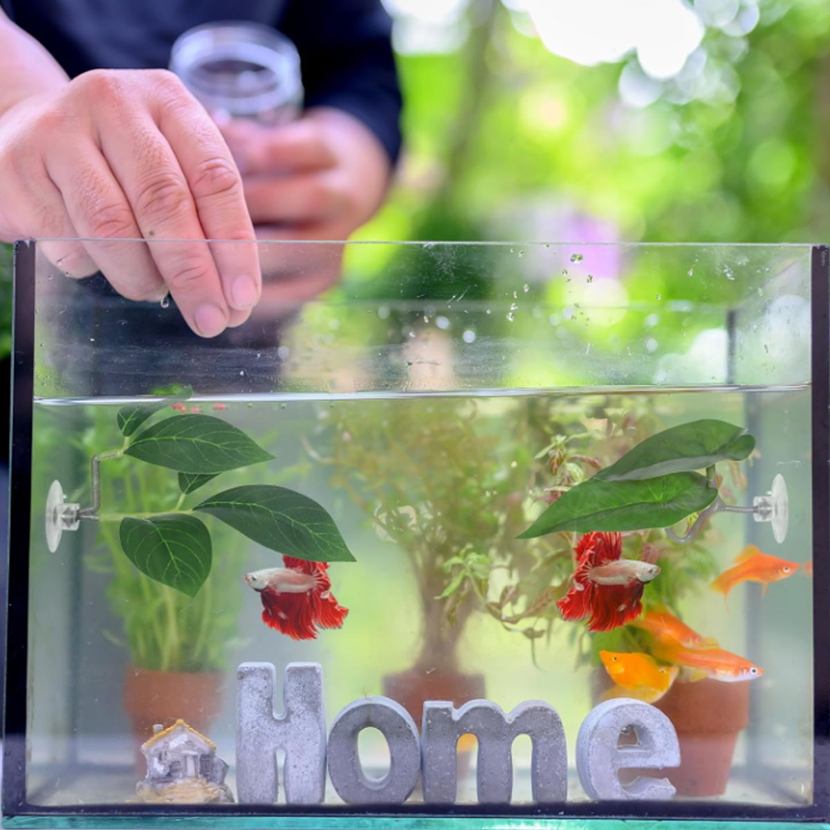1 Stück Betta-Fisch-Hängematte – Aquarium Plant Design Bewertung und Preis