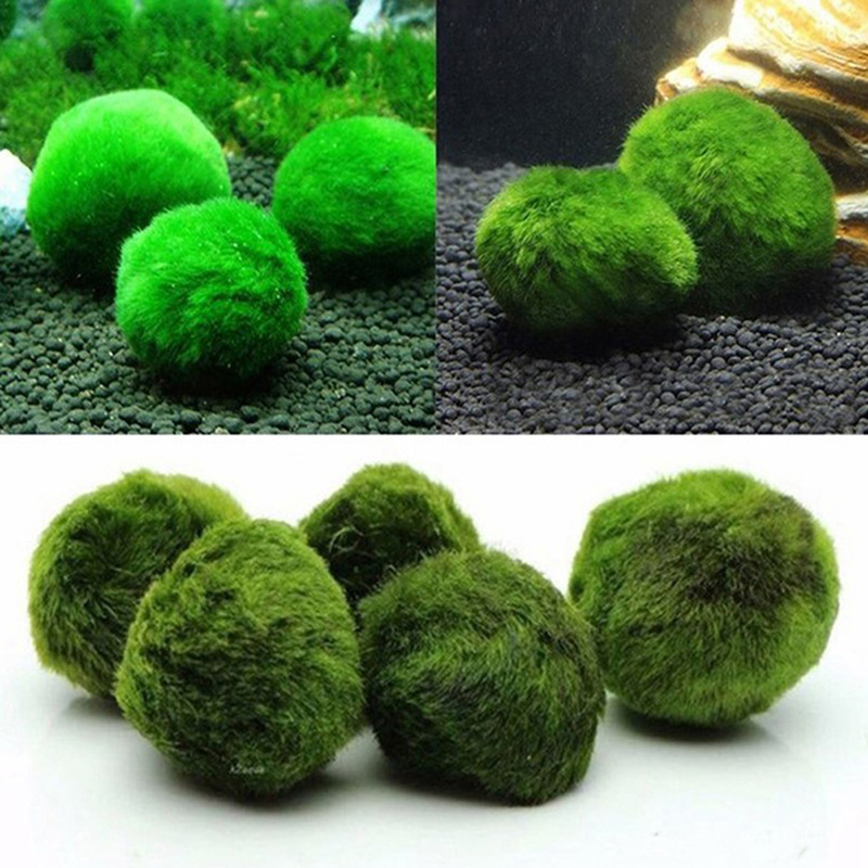 Marimo Moos Kugeln Live Aquari – Planted Aquarium Moss Bewertung und Preis