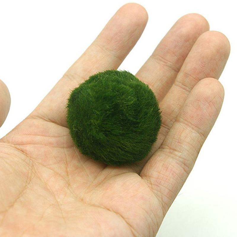 Marimo Moos Kugeln Live Aquari – Planted Aquarium Moss Bewertung und Preis