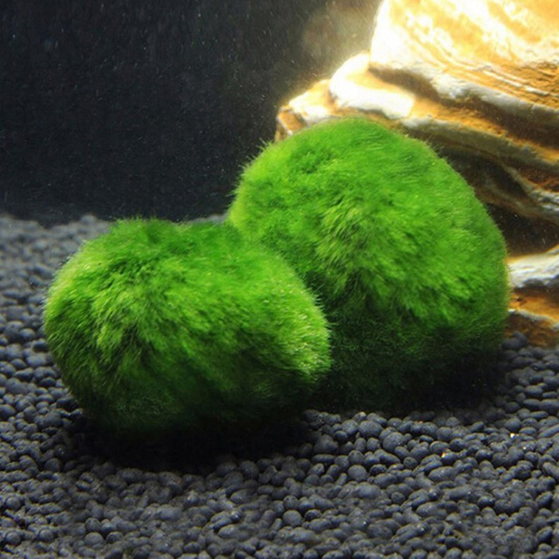 Marimo Moos Kugeln Live Aquari – Planted Aquarium Moss Bewertung und Preis