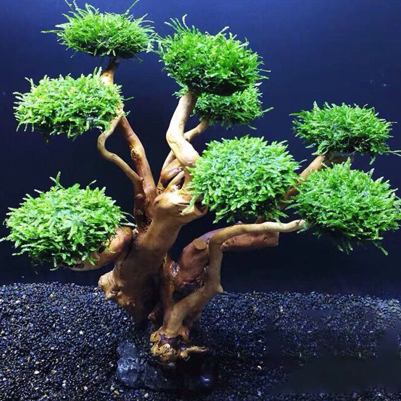 Fisch tank begrünung holz rahm – Planted Aquarium Moss Bewertung und Preis