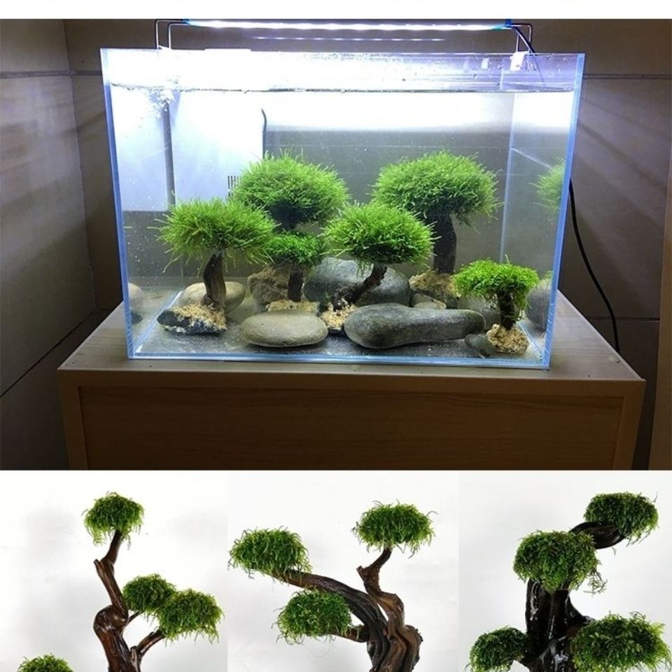 Fisch tank begrünung holz rahm – Planted Aquarium Moss Bewertung und Preis