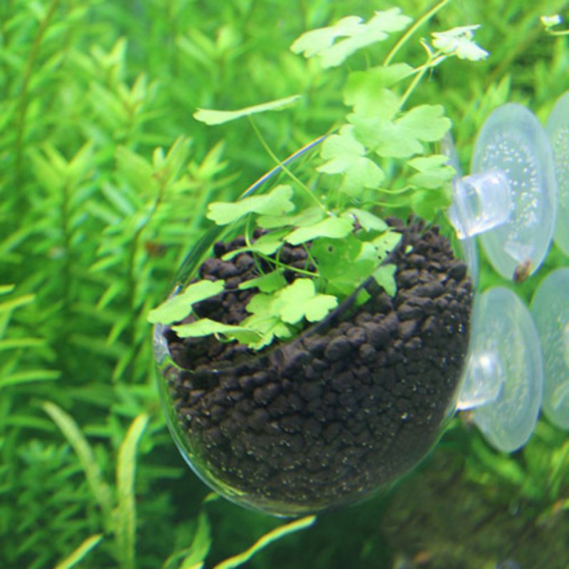 Aquarium hängen Blumentopf Gla – Planted Aquarium Moss Bewertung und Preis