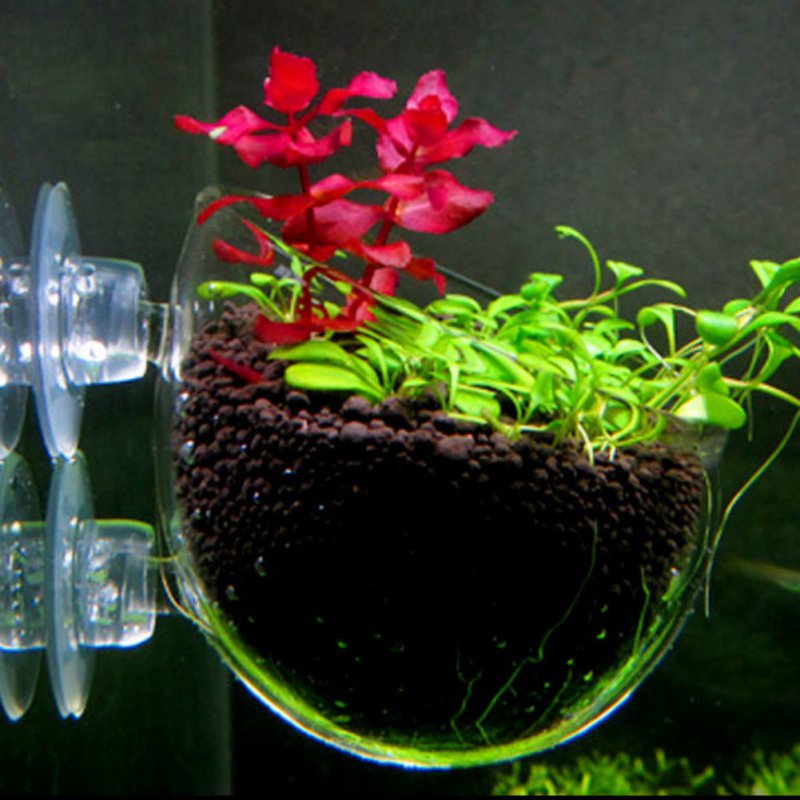 Aquarium hängen Blumentopf Gla – Planted Aquarium Moss Bewertung und Preis