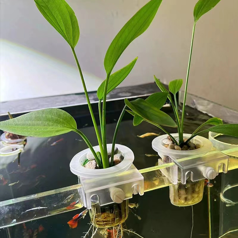 Aquarium Pflanzen Korb Hydroku – Aquarium Plant Rings Bewertung und Preis
